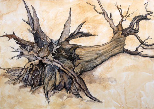 Portrait of the 'Shipwreck Tree'