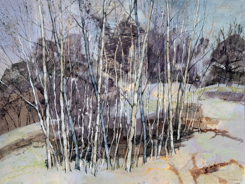 Stand of Birch Trees