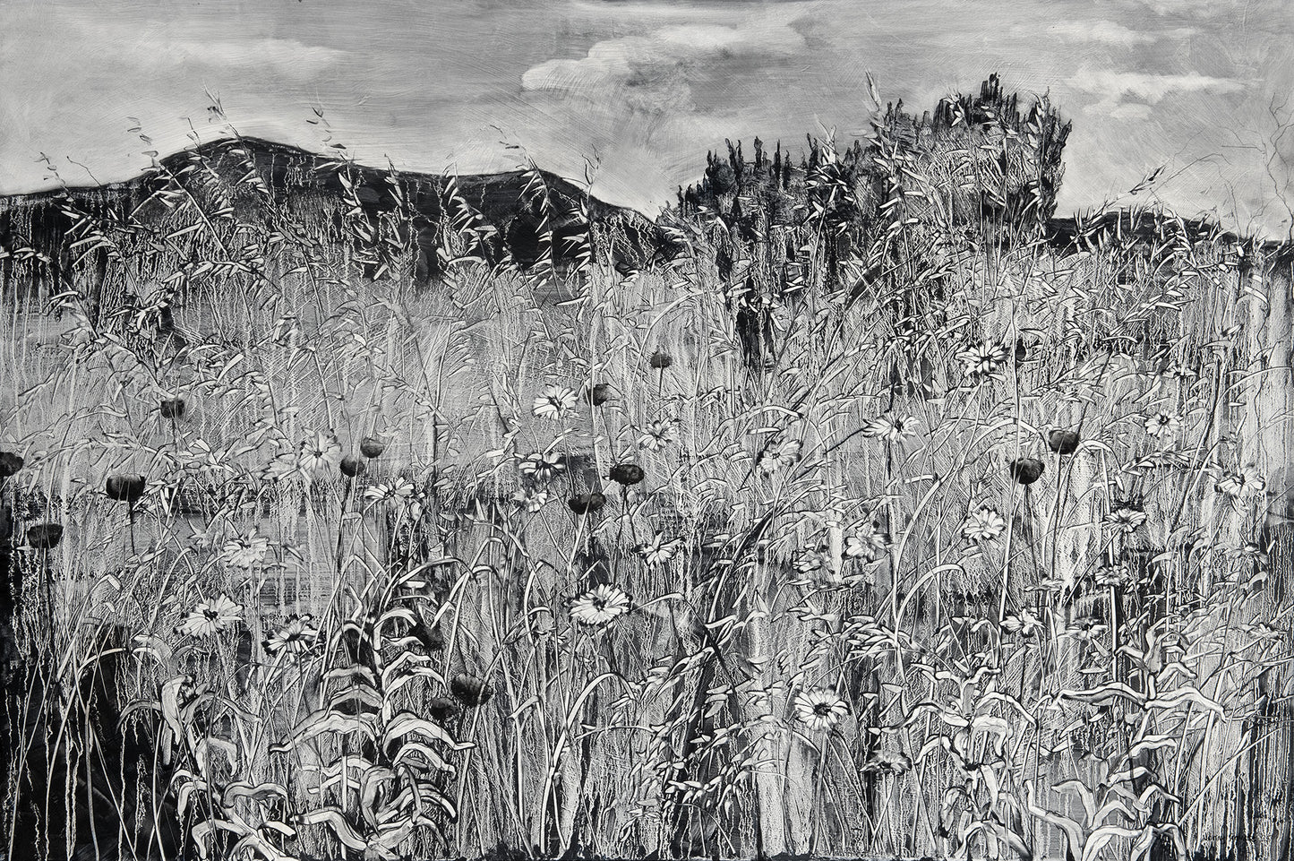 Wild flowers and grasses, Kephalonia