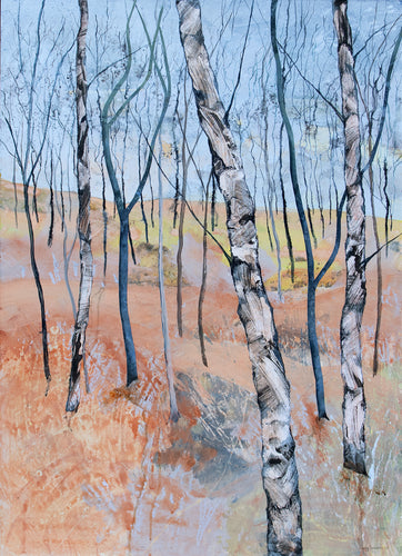 Young Birch Saplings