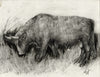 Bull