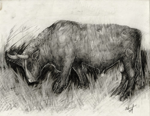 Bull