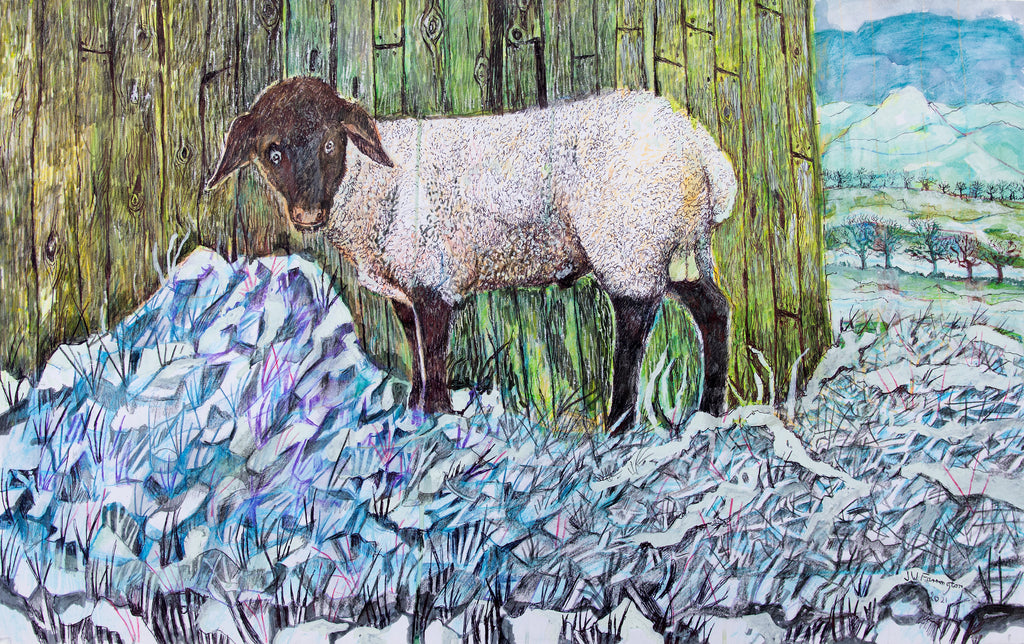 Sheep