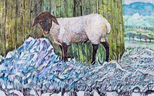 Sheep