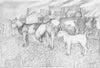 The White Foal
