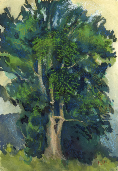 Cedar Tree