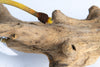 A Diapsid
