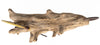 A Diapsid