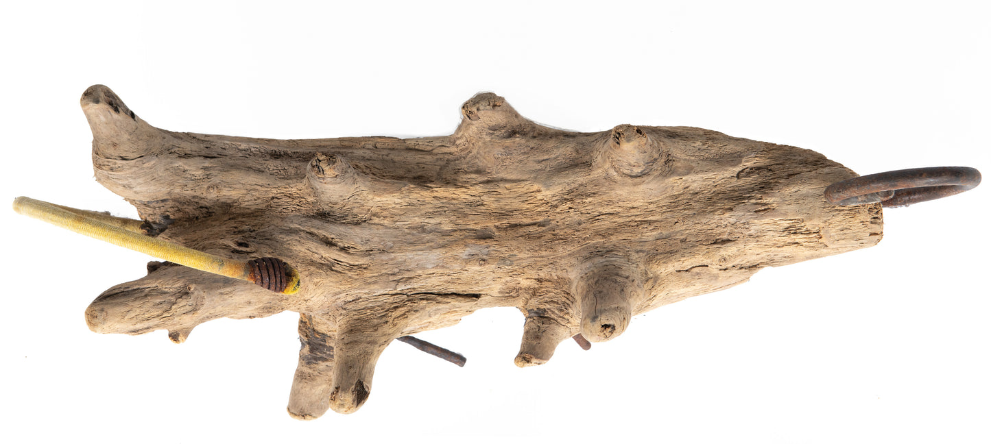 A Diapsid