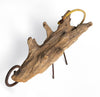 A Diapsid