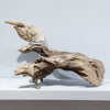 Fairy Tern and Nest