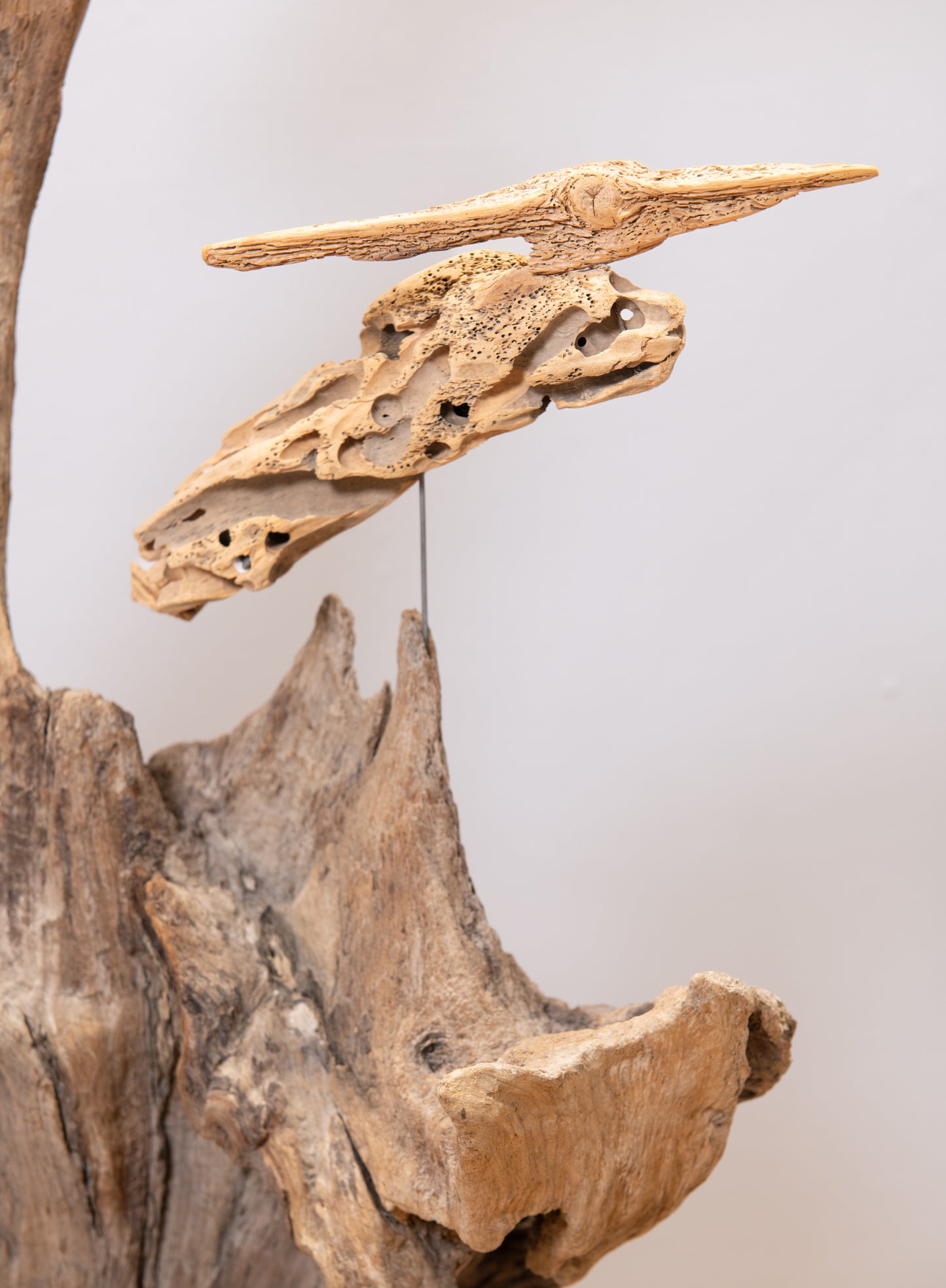 Old Forest Fossils