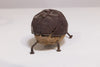 Tortoise