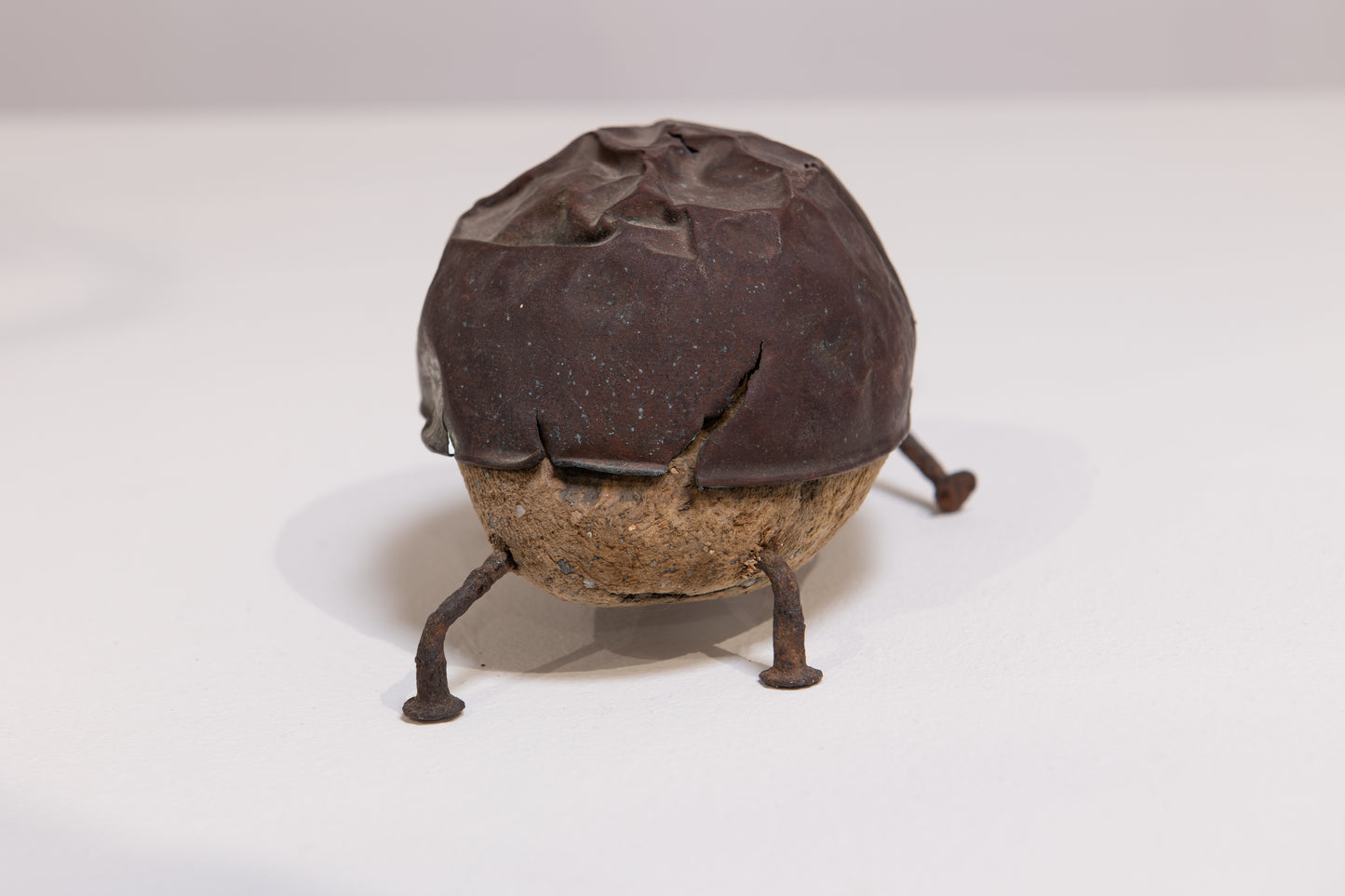 Tortoise