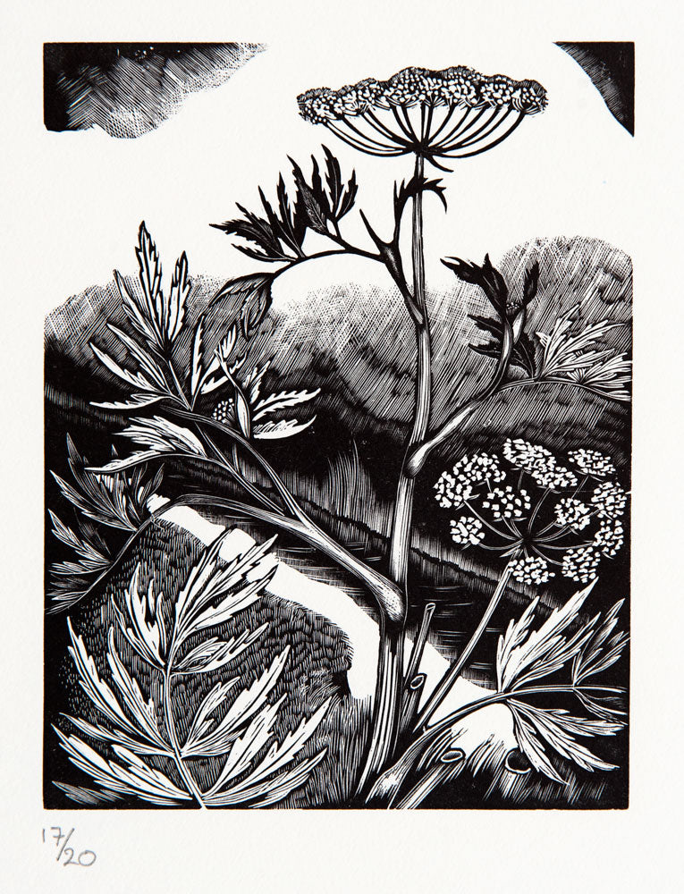 Water Hemlock, Poisonous Plants