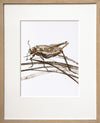 The Grasshopper (La Sauterelle)