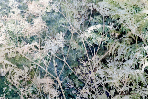 Cow Parsley in the Sunshine