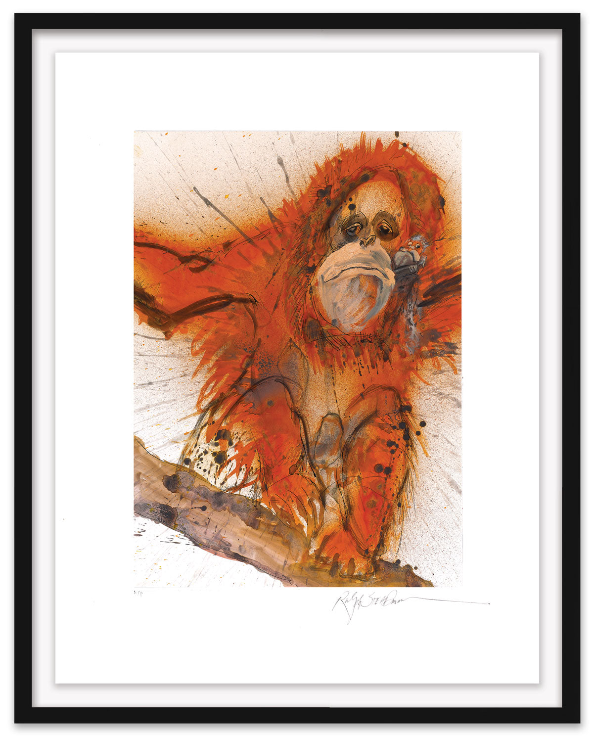 Bornean-Sumatran Orangutan