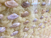 Gower Shells (From Rhossili Beach) And Uppingham Chiffon