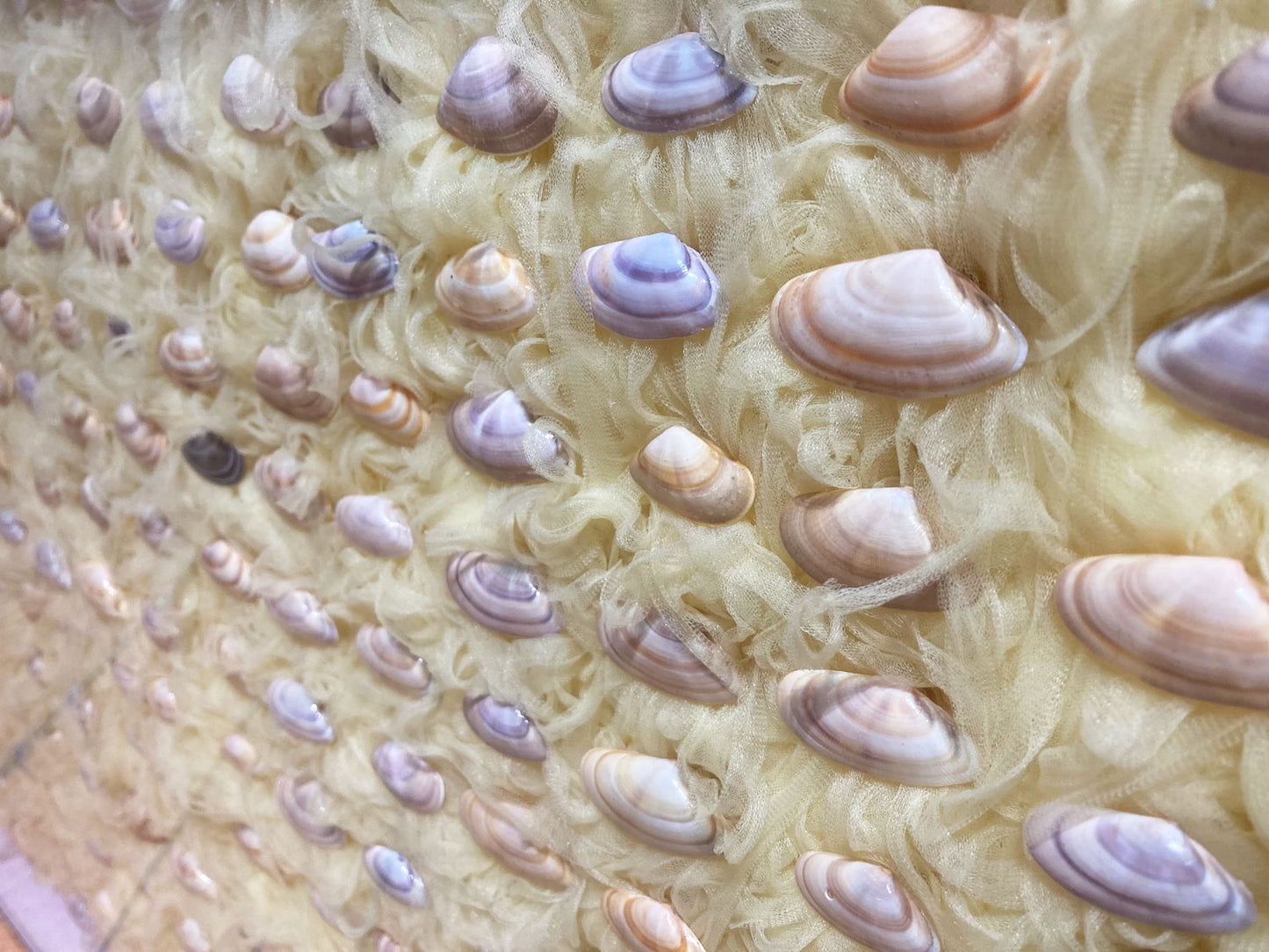 Gower Shells (From Rhossili Beach) And Uppingham Chiffon