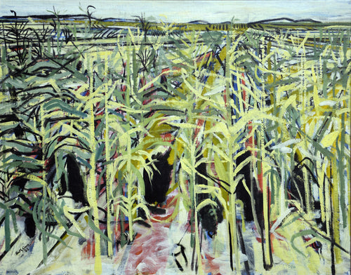 Maize Fields