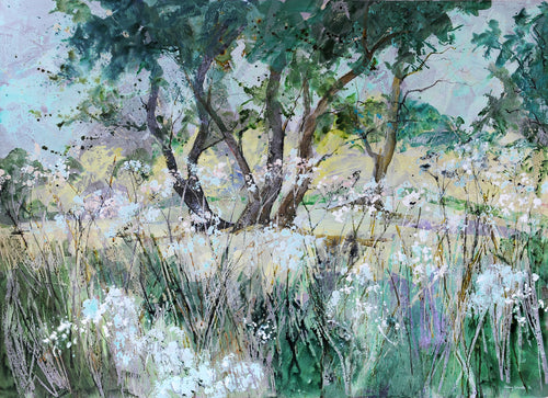 Cow Parsley in the Evening Sunlight