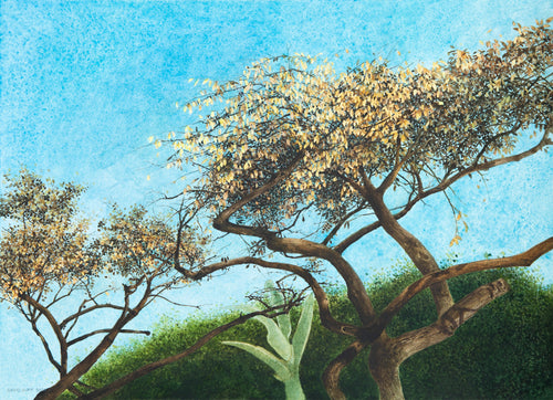 Barcelona Blossom Trees