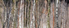 Deep Inside the Birch Wood