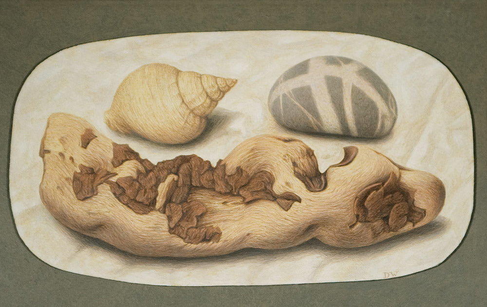 Driftwood, Sea Shell and Stone II