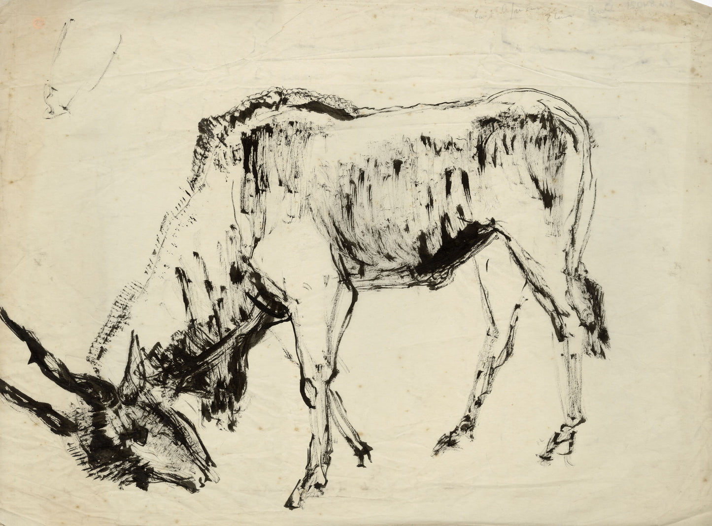 Bowing East African Eland Bull