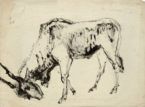 Bowing East African Eland Bull