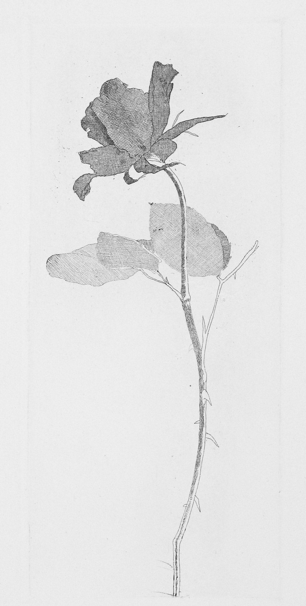 The Rose and the Rose Stalk