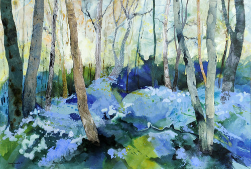 Evening light in bluebell woods