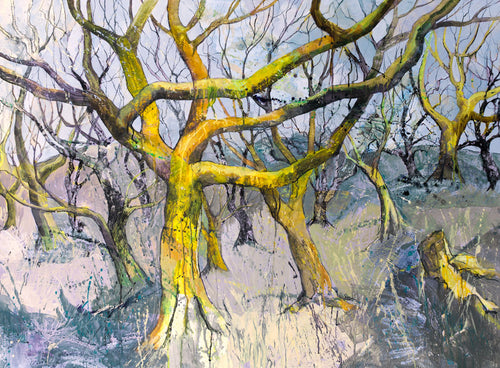 Moss Covered Trees, Steeple Wood