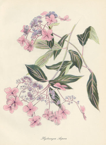 Hydrangea Aspera