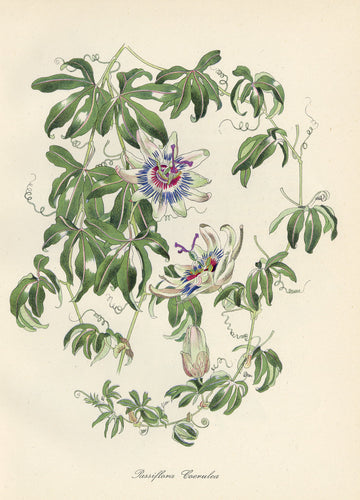 Passiflora Coerulea