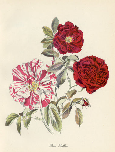 Rosa Gallica