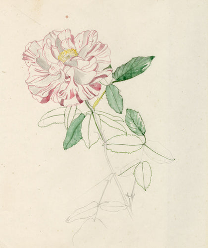 Rosa Mundi