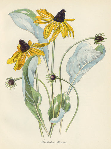 Rudbeckia Maxima