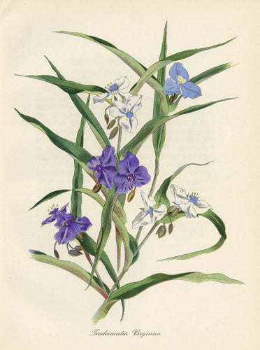 Tradescantia Virginica