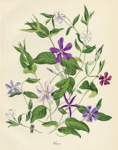 Vinca