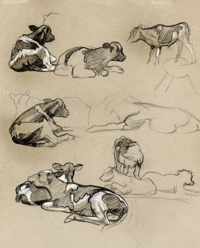 Calf Studies