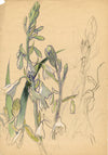 Pendant Bells of the Summer Hyacinth