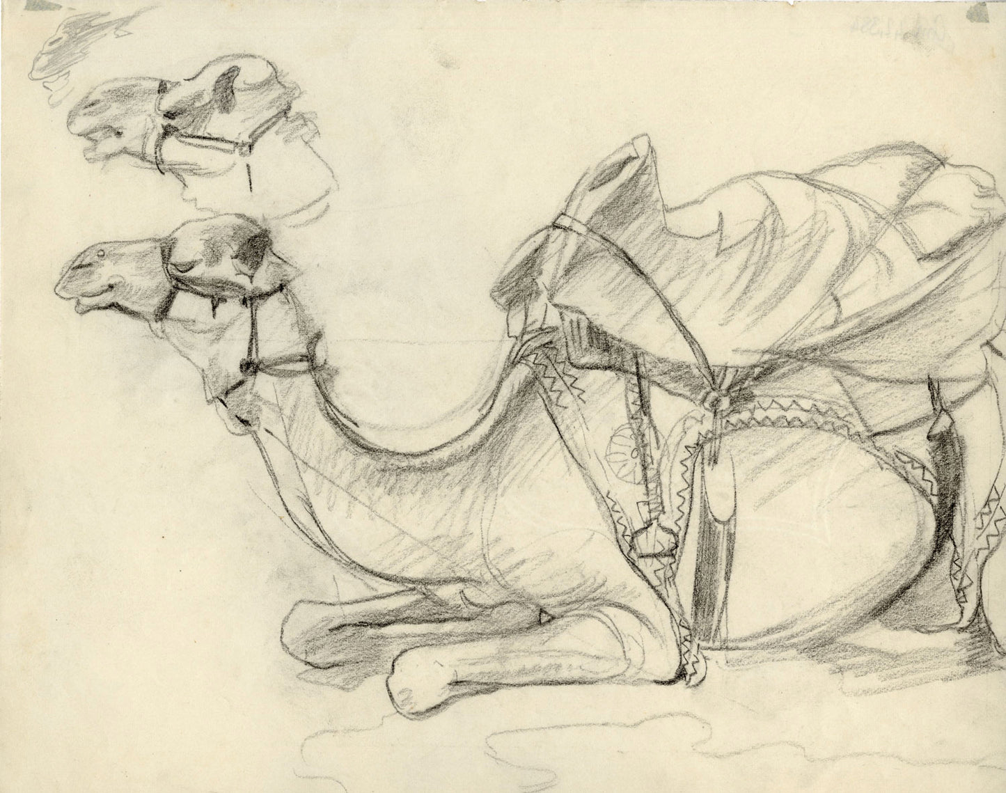 Resting Camel Study