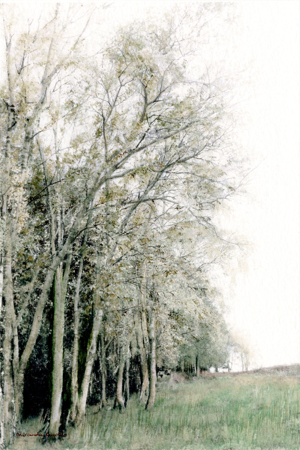 Birch Trees Going into the Distance