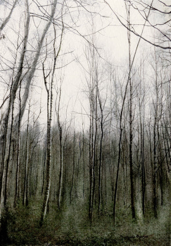 Emerging Trees in the Woods