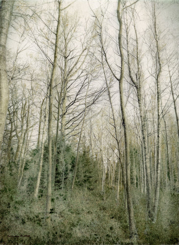 Through the Outwoods