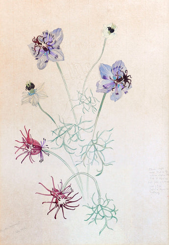 Nigella Hispanica