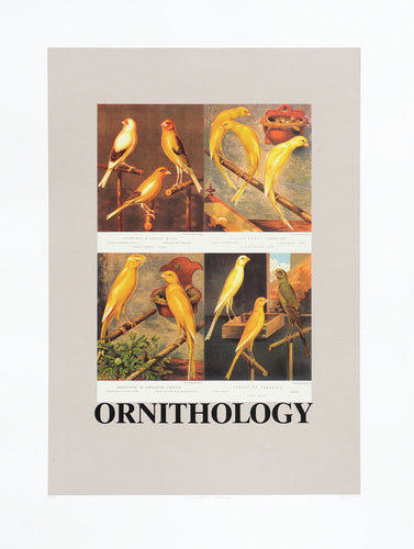 O is for Ornithology