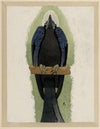 Gaei Bleu du Yucatan (Blue Jay of Yucatan)